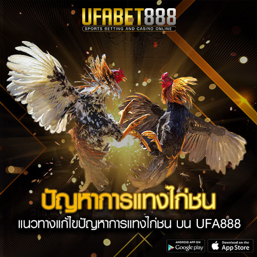 ปัญหาการแทงไก่ชนออนไลน์